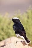 Image. White-crowned Wheatear