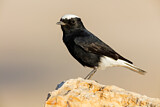 Image. White-crowned Wheatear
