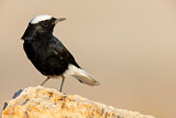 Image. White-crowned Wheatear