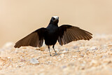Image. White-crowned Wheatear