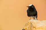 Image. White-crowned Wheatear