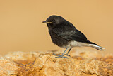 Image. White-crowned Wheatear