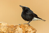 Image. White-crowned Wheatear