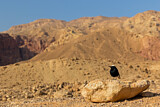 Image. White-crowned Wheatear
