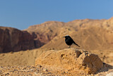 Image. White-crowned Wheatear