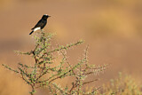 Image. White-crowned Wheatear