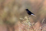 Image. White-crowned Wheatear