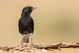 Image. White-crowned Wheatear