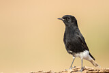 Image. White-crowned Wheatear