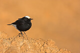 Image. White-crowned Wheatear