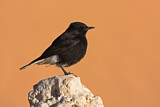 Image. White-crowned Wheatear