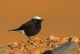 Image. White-crowned Wheatear