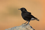 Image. White-crowned Wheatear