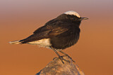 Image. White-crowned Wheatear