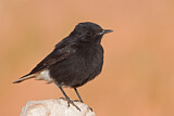 Image. White-crowned Wheatear