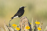 Image. White-crowned Wheatear