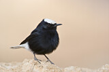Image. White-crowned Wheatear