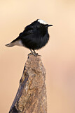 Image. White-crowned Wheatear