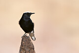 Image. White-crowned Wheatear
