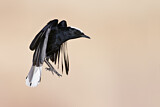 Image. White-crowned Wheatear