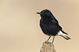 Image. White-crowned Wheatear
