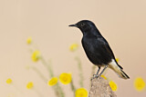 Image. White-crowned Wheatear