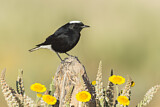 Image. White-crowned Wheatear