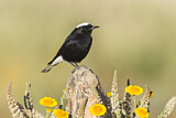 Image. White-crowned Wheatear