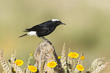 Image. White-crowned Wheatear