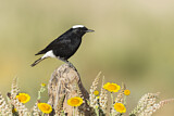 Image. White-crowned Wheatear