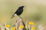 Image. White-crowned Wheatear