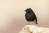 Image. White-crowned Wheatear
