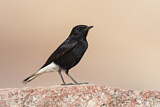Image. White-crowned Wheatear