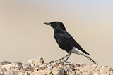 Image. White-crowned Wheatear