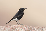 Image. White-crowned Wheatear