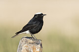 Image. White-crowned Wheatear