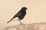 Image. White-crowned Wheatear