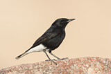 Image. White-crowned Wheatear
