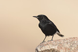 Image. White-crowned Wheatear