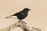 Image. White-crowned Wheatear