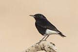 Image. White-crowned Wheatear
