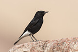 Image. White-crowned Wheatear