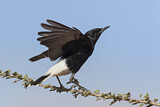 Image. White-crowned Wheatear