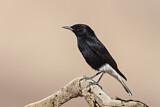 Image. White-crowned Wheatear
