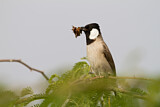Image. White-eared Bulbul