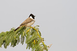 Image. White-eared Bulbul