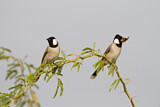 Image. White-eared Bulbul