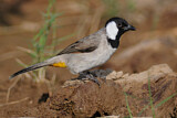 Image. White-eared Bulbul