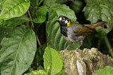 Image. White-eared Ground Sparrow
