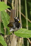 Image. White-eared Ground Sparrow